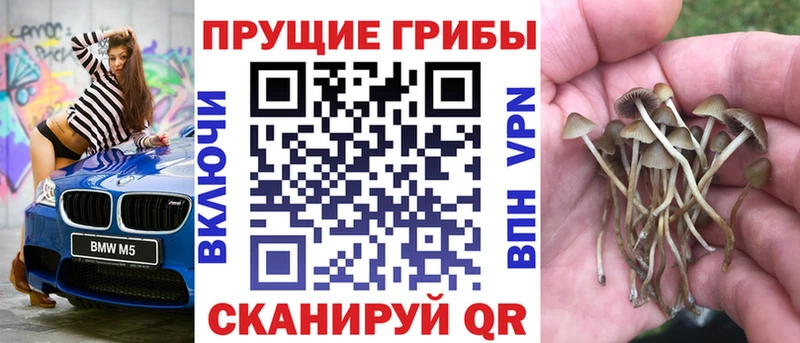 Купить  Гудермес  Галлюциногенные грибы Cubensis 